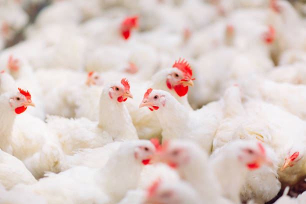 Broiler Group