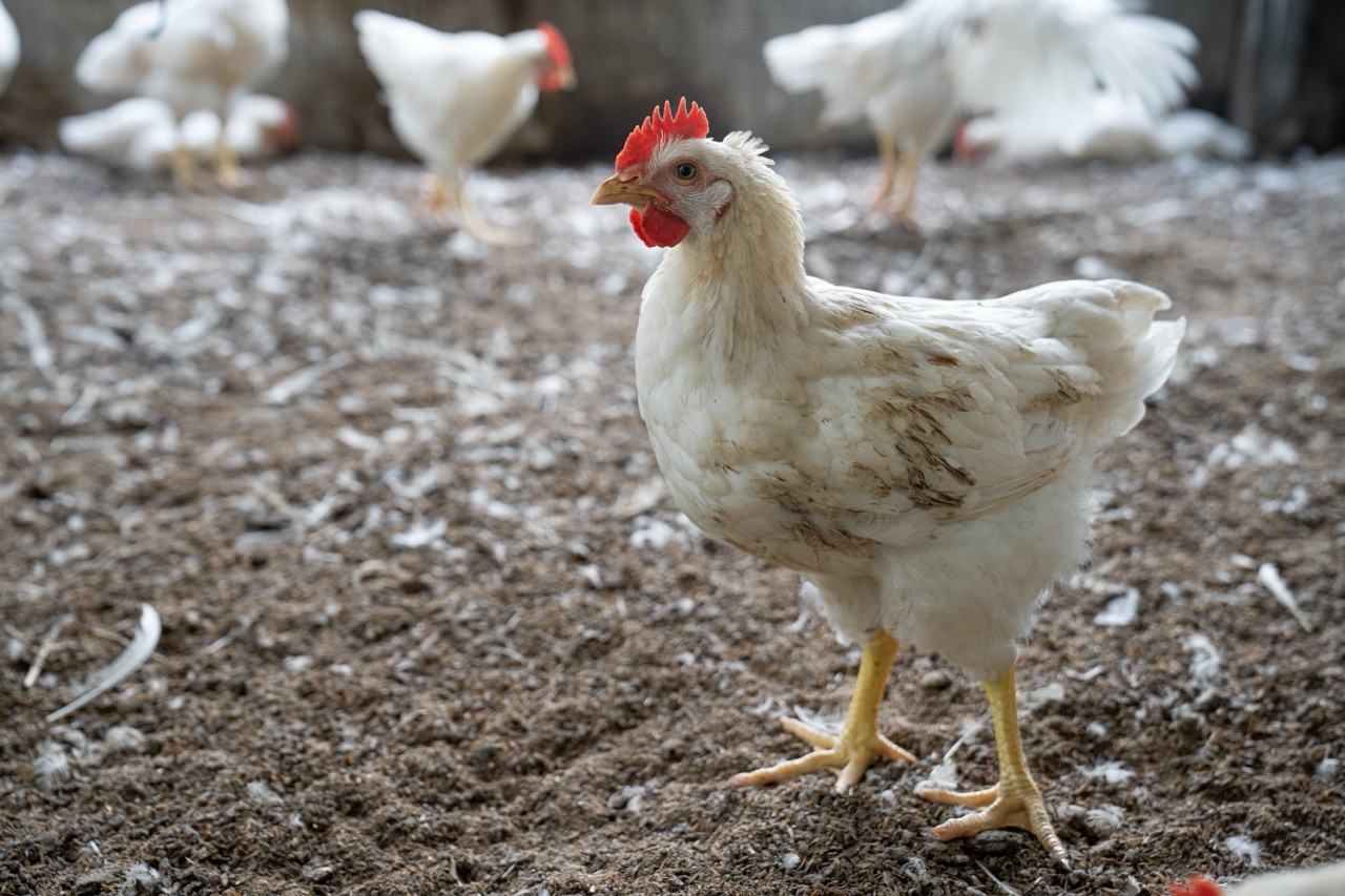 Broiler Chickens